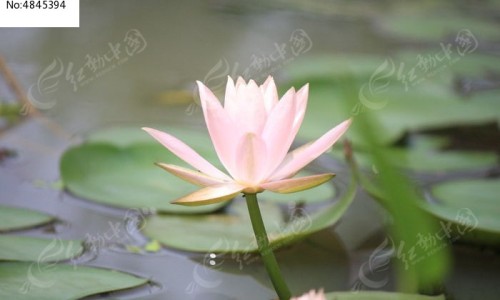 金樱子薏仁红枣汤功效与作用、金樱子加红枣的功效 -金樱子薏仁红枣汤功效网