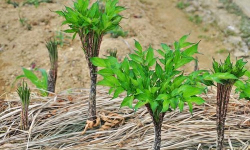 金樱子芡实益智仁茶-金樱子薏仁红枣汤功效与作用、金樱子加红枣的功效 -金樱子薏仁红枣汤功效网
