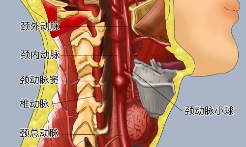 金樱子薏仁红枣汤功效和作用-金樱子薏仁红枣汤功效与作用、金樱子加红枣的功效 -金樱子薏仁红枣汤功效网