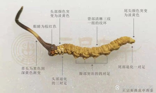 金樱子薏仁红枣汤功效与作用、金樱子加红枣的功效 -金樱子薏仁红枣汤功效网