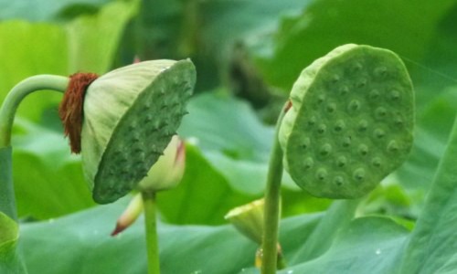 金樱子红枣枸杞子煮水-金樱子薏仁红枣汤功效与作用、金樱子加红枣的功效 -金樱子薏仁红枣汤功效网